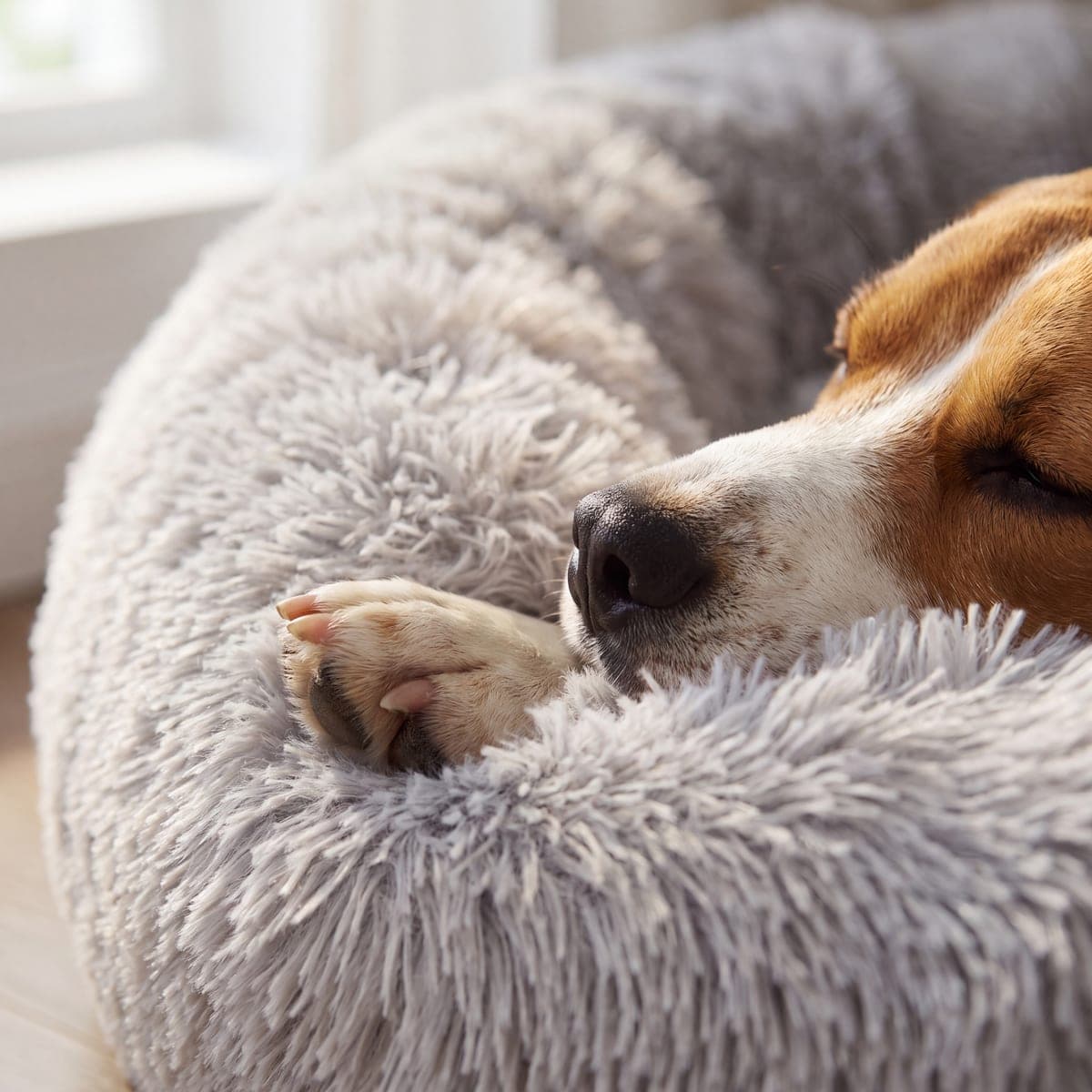 Beagle śpi z pyskiem opartym o wysoki rant jasnoszarego legowiska