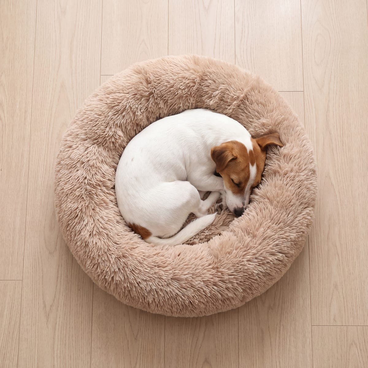 Jack russell śpi zwinięty w kłębek w beżowym legowisku, widok z góry
